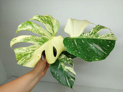Monstera Thai Constellation stark panaschiert