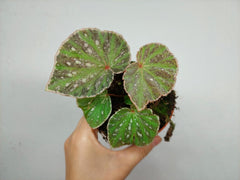 Begonia Snow Have