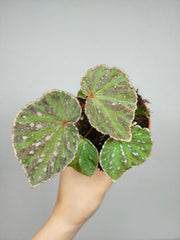 Begonia Snow Have