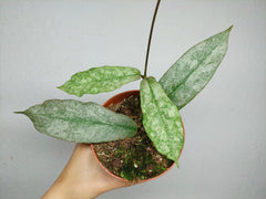 Hoya Mitrata Silver