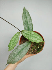 Hoya Mitrata Silver