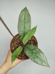 Hoya Mitrata Silver