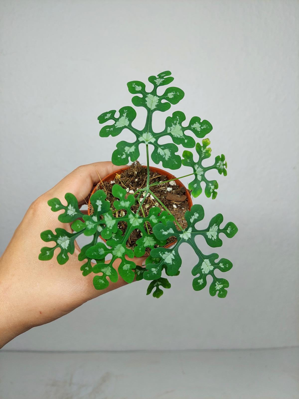 Adenia Perrieri