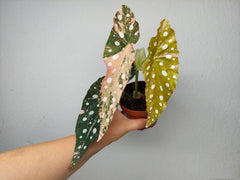 Begonia Maculata Pink Variegata