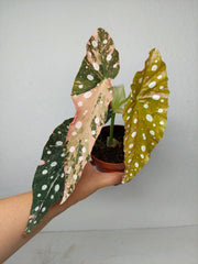 Begonia Maculata Pink Variegata