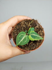 Anthurium Red Crystallinum Variegata