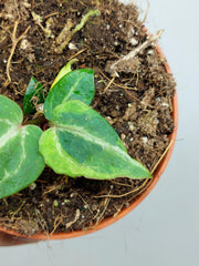Anthurium Red Crystallinum Variegata