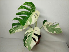 Monstera Ghost Variegata