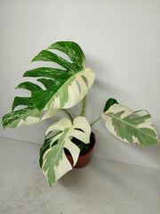 Monstera Ghost Variegata
