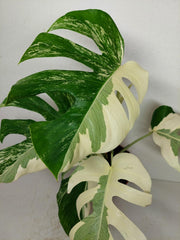Monstera Ghost Variegata