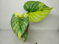 Philodendron Mamei Aurea Variegata