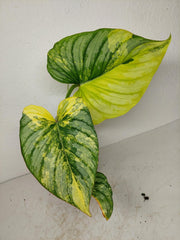 Philodendron Mamei Aurea Variegata