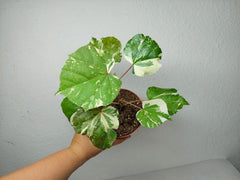 Hibiscus Variegata