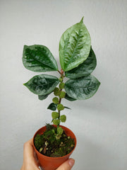 Elatostema Vittatum
