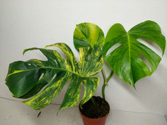 Monstera Aurea