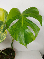 Monstera Aurea