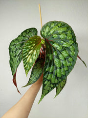 Begonia Lucifer