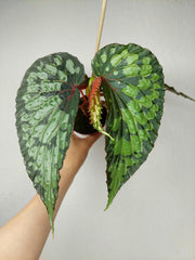 Begonia Lucifer