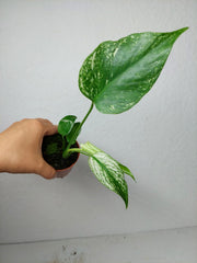 Monstera Devil Monster