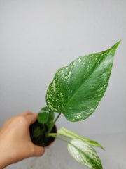 Monstera Devil Monster