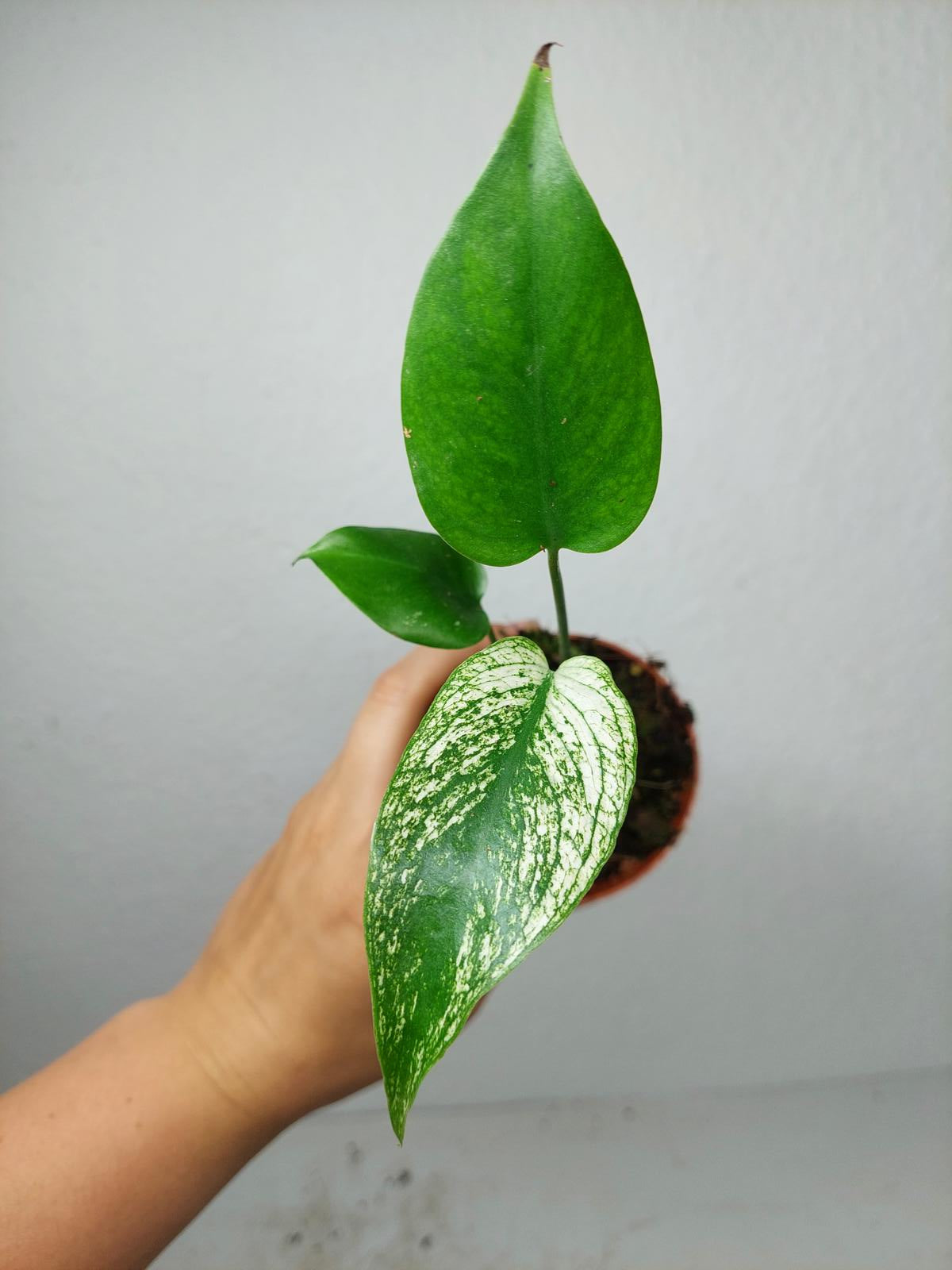Monstera Devil Monster