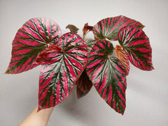 Begonia Brevirimosa buschig