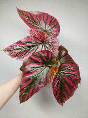 Begonia Brevirimosa buschig