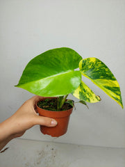 Monstera Aurea Yellow Marilyn