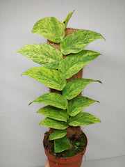 Raphidophora Korthalsii Marble