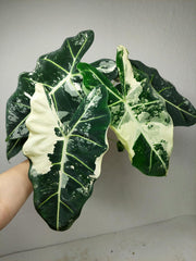 Alocasia Frydek Variegata