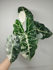 Alocasia Frydek Variegata
