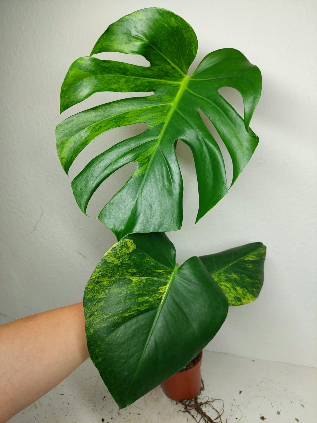 Monstera Aurea Yellow Marilyn