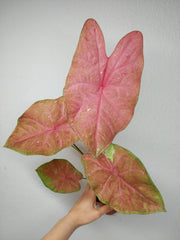 Caladium Sexy Pink