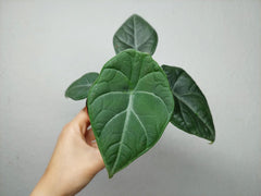 Alocasia Maharani