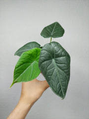 Alocasia Maharani