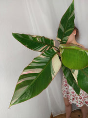 Musa Nono Pink Groß