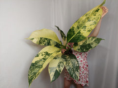 Dieffenbachia Big Ben Variegata