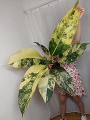 Dieffenbachia Big Ben Variegata