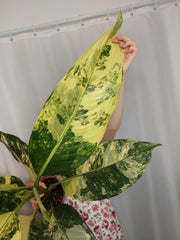 Dieffenbachia Big Ben Variegata
