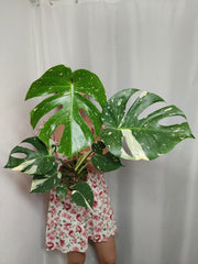 Monstera Thai Constellation