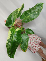 Philodendron Jose Buono
