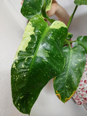 Philodendron Jose Buono