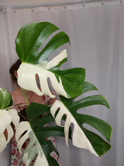 Monstera Variegata Halfmoon (zum aussuchen)
