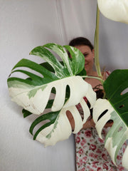 Monstera Variegata Halfmoon (zum aussuchen)