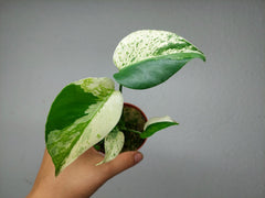 Monstera Jungle Mint