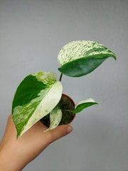 Monstera Jungle Mint