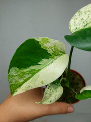 Monstera Jungle Mint