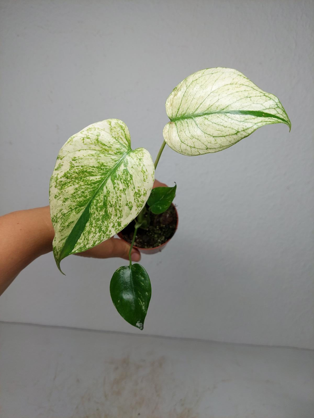 Monstera Jungle Mint