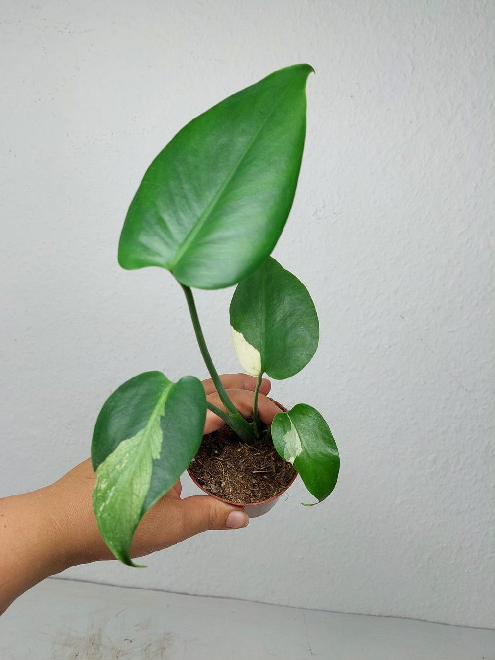 Monstera Jungle Mint