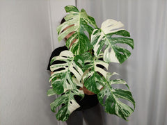 Monstera Variegata (zum aussuchen)